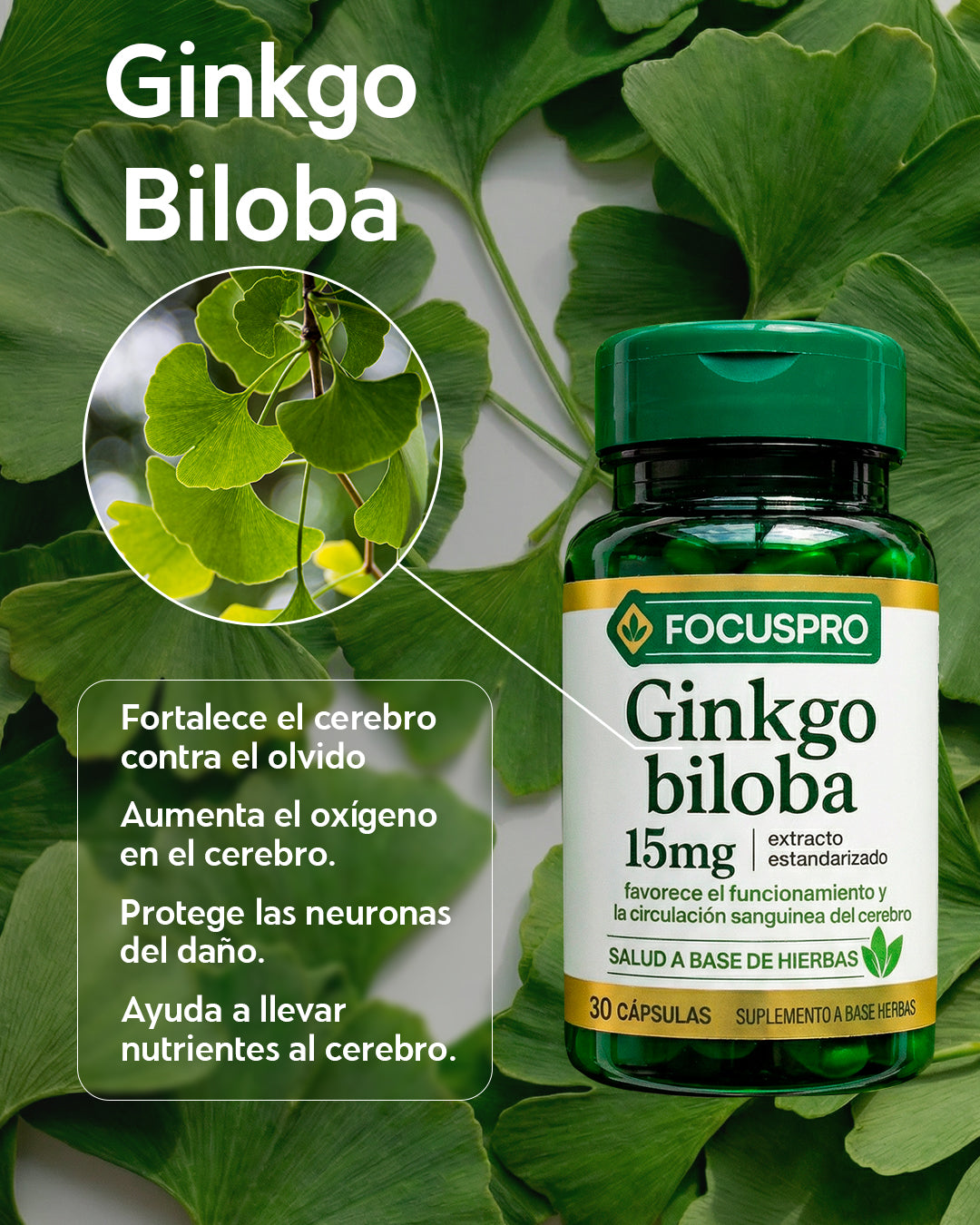 FOCUS PRO - Ginkgo biloba - Compra 3 y llávate 6
